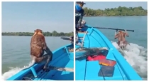 sarawak-proboscis-monkey-boat-ride-viral-video