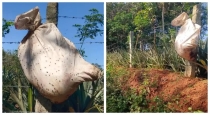 Kanyakumari-arumanai-dog-found-sack