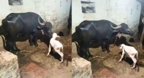 Black-buffalo-gives-birth-white-calf-karnataka