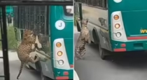 bannerghatta-safari-leopard-attack-bus-video