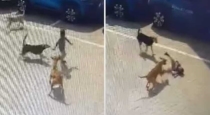 4-year-child-dead-by-attacking-street-dogs