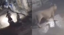 In Gujarat a Couple Narrowly Escape From Lion While roaming 