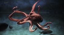 amazing-to-see-how-such-a-big-octopus-escapes-the-fishi