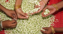 tamilnadu-jasmine-price-hike-due-to-rain