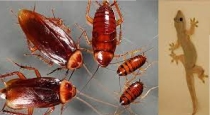 How to Control Insect in Home 