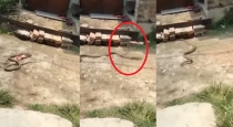A Snake Escape With Slipper Trending Video Goes Viral 