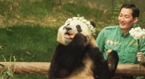 Heartwarming-moment-panda-runs-to-hug-its-caretaker-aft