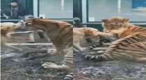 Dog bite tiger video viral