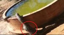 A Huge Python Cools Down In Water After A Meal In This Viral Video