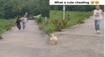duck-race-viral-video