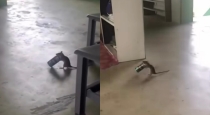 rat-carrying-can-viral-video