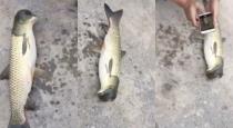 fish-head-looks-like-pura-head-video-goes-viral