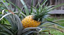 Pineapple has the power to heal ulcers in the human body 
