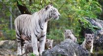 chennai youngsters attack tiger in vandalur