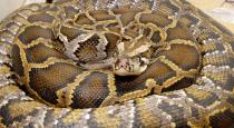 father-save-son-from-python-catch