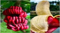 Red Banana Benefits 