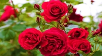 when we pick flowers for use