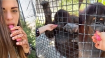 Russian-boxer-gives-vape-to-orangutan-video-controversy