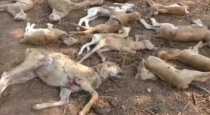 6 Goats died by dog bite