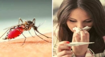 How to prevent dengue virus 