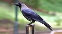 Benefits of crows sounds 