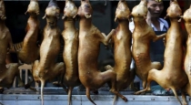 Dog meat ban in South korea 
