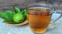 Health benefits of koyya leaf tea
