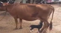 Goat drunk milk in cow video 