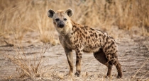 Wife killed hyena to protect her husband 