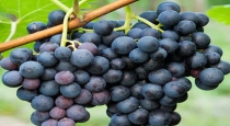 Health benefits black grapes 