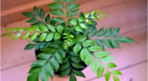Health benefits of curry leafs 