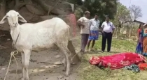 Goat saved man death in thirupathur 