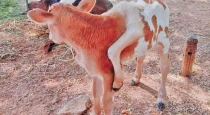 6 leg cow baby born in puthukottai 