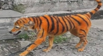 Fake Tiger in pondycherry 