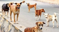47-peoples-died-by-rabies-dog-attack