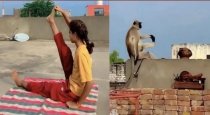 monkey-yoga-viral-video