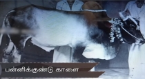 neeya-naana-jallikattu-pannikundu-kalai-story