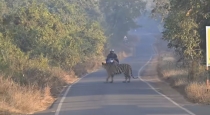 Man-rides-bike-fearlessly-tiger-forest-viral-video