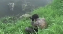 Tourist-escapes-caiman-crocodile-viral-video
