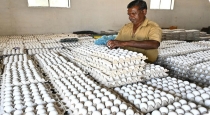 Egg price increase in namakkal 