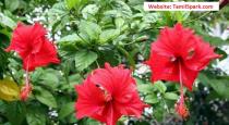 benefits-of-semparuthi-poo-hibiscus-flower-tamil