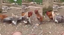 a-duck-try-to-control-chicken-cock-fight