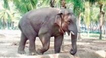 sinathambi elephant again going to forest