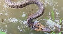 after down a water in kerala snakes are living in home, people shocked