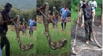 15 feet king cobra rescued near covai 
