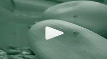 snake came from eggs video viral