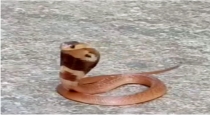 Kerala Trissur Baby King Cobra 