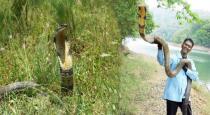King cobra entered to village and rescued safely