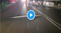 a Python Snake Cross Road at Kochi video Goes Viral Traffic Jam 