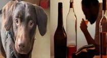 dog-drinks-alcohol